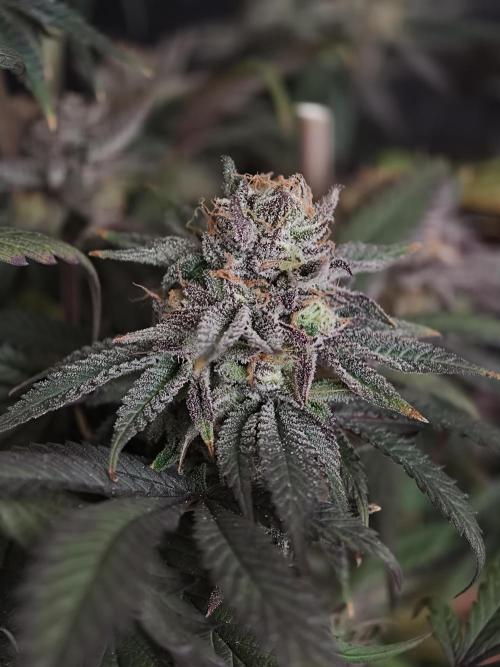 Papaya Stank OSS. Week 15