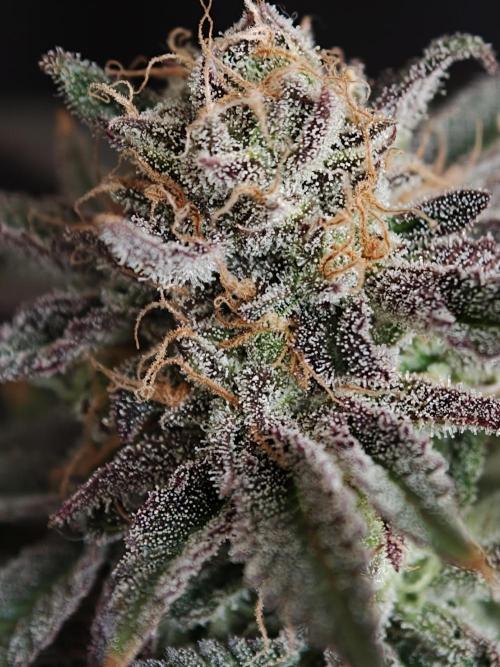 Papaya Stank OSS. Week 15