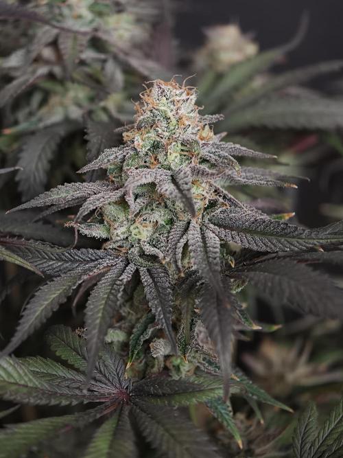 Papaya Stank OSS. Week 15