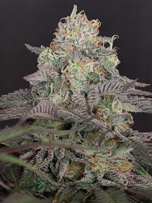 Papaya Stank OSS. Week 15