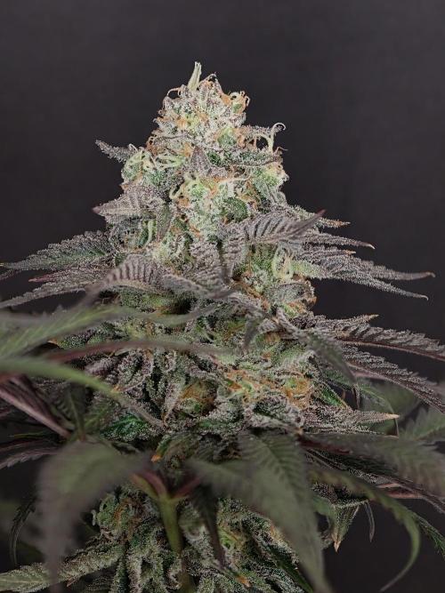 Papaya Stank OSS. Week 15