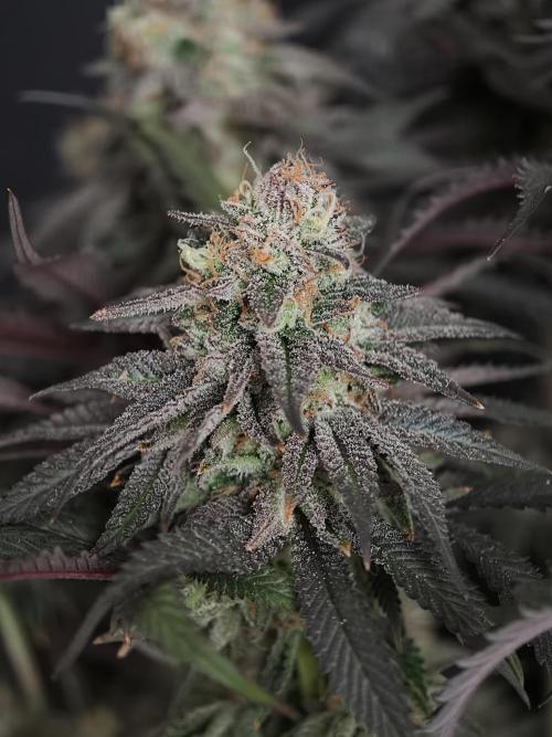 Papaya Stank OSS. Week 15