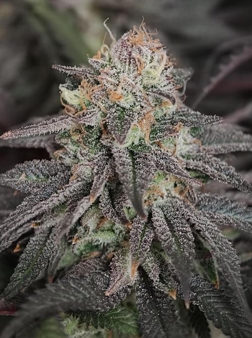 Papaya Stank OSS. Week 15