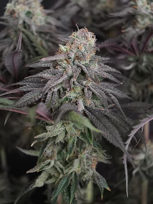 Papaya Stank OSS. Week 15