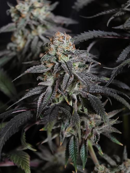 Papaya Stank OSS. Week 15