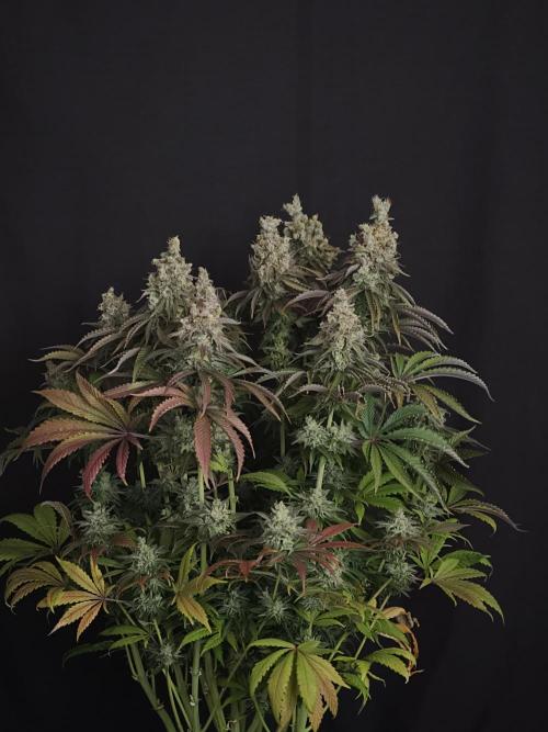 Zingatsu OSS. Week 15