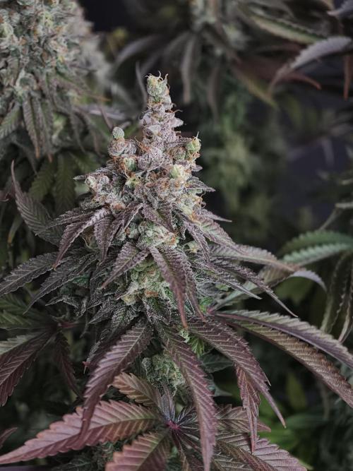 Zingatsu OSS. Week 15