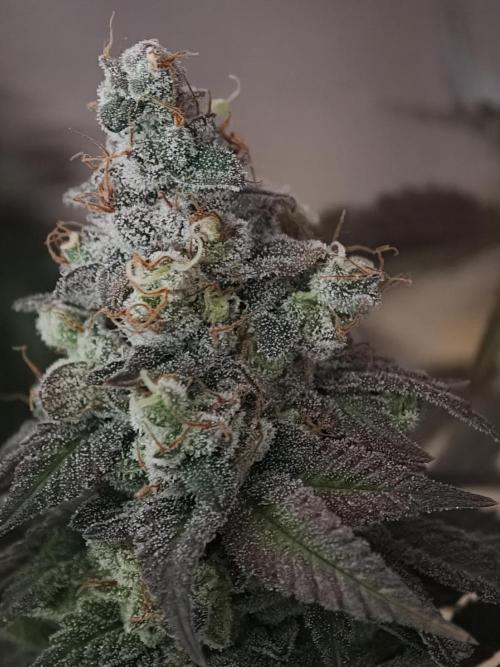 Zingatsu OSS. Week 15