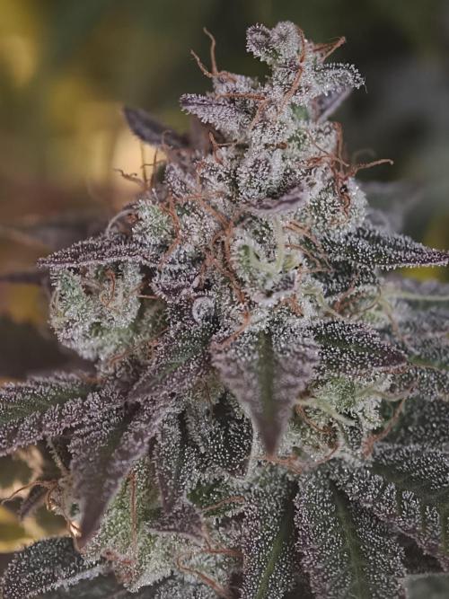 Zingatsu OSS. Week 15