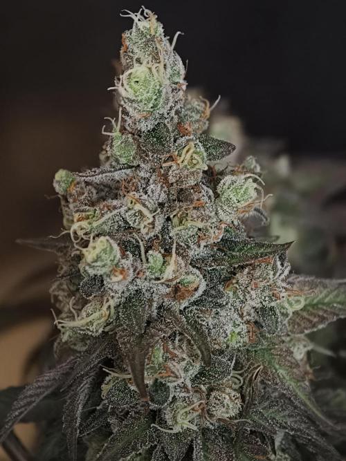 Zingatsu OSS. Week 15