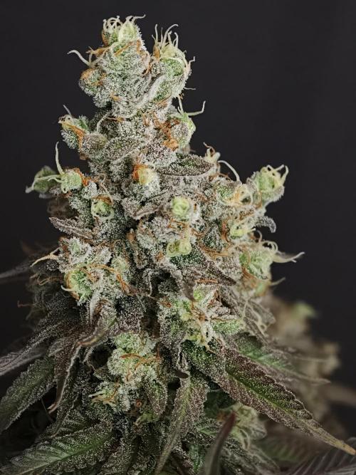 Zingatsu OSS. Week 15