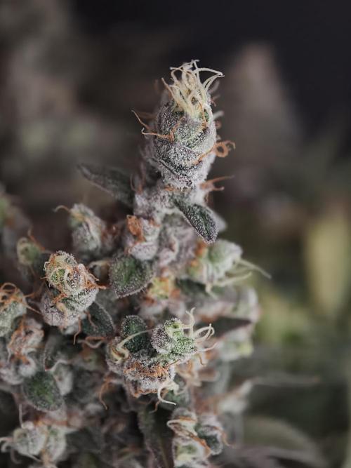 Zingatsu OSS. Week 15