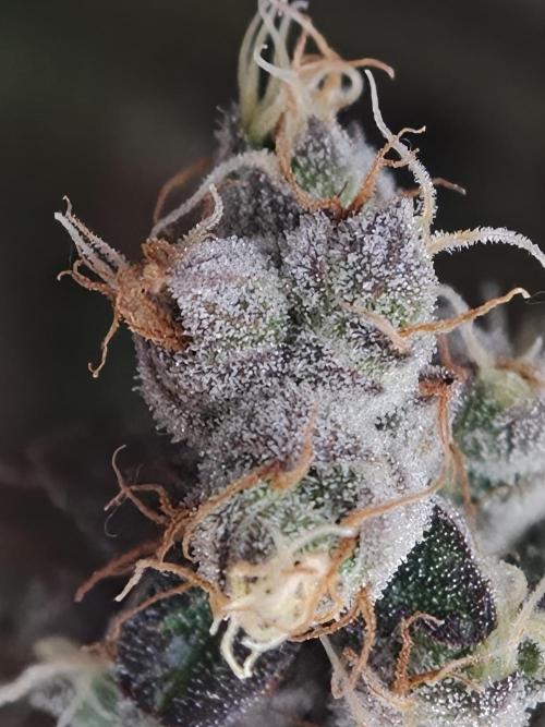 Zingatsu OSS. Week 15