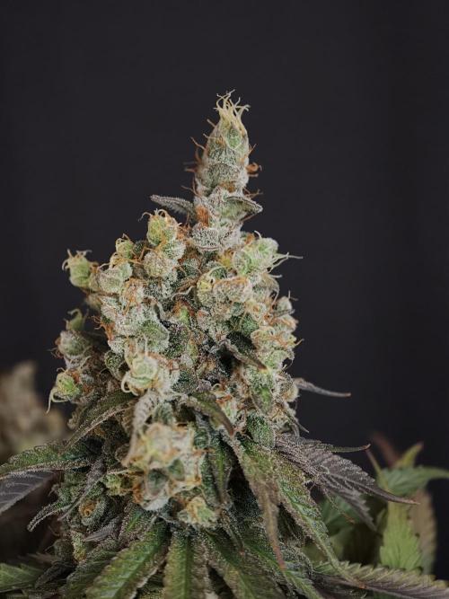 Zingatsu OSS. Week 15