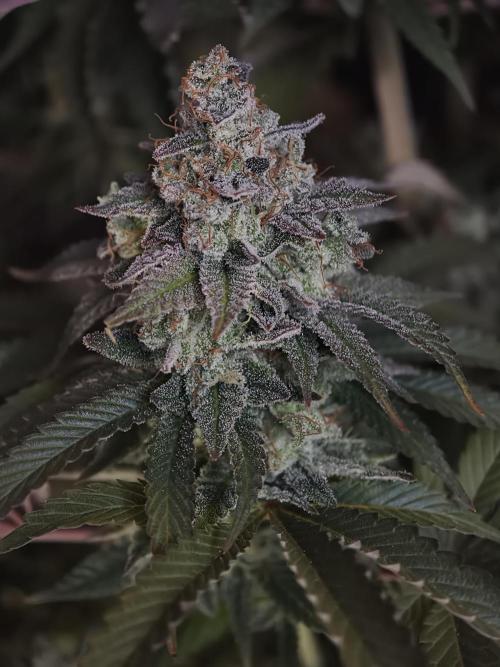 Zingatsu OSS. Week 15