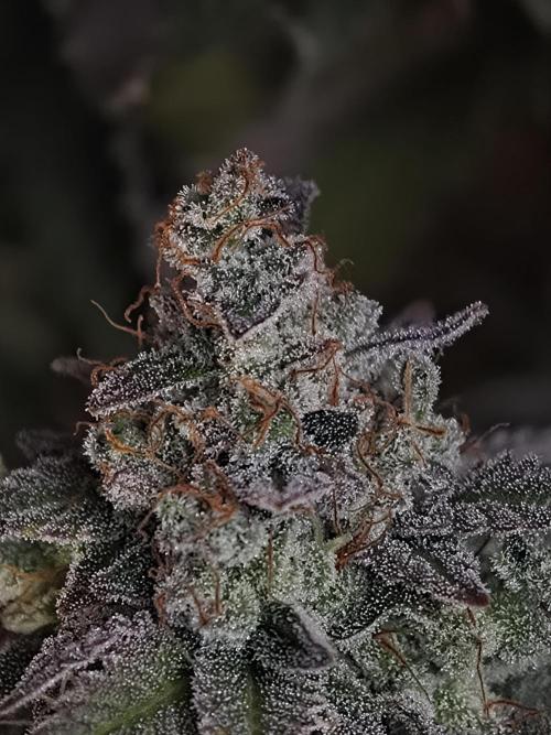 Zingatsu OSS. Week 15