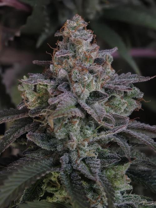 Zingatsu OSS. Week 15