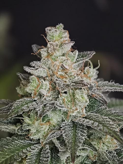 Zingatsu OSS. Week 15