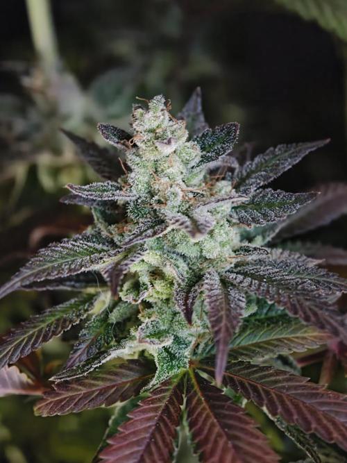 Zingatsu OSS. Week 15