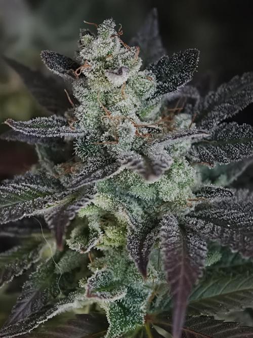 Zingatsu OSS. Week 15