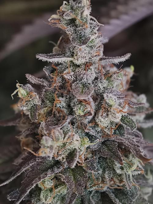 Zingatsu OSS. Week 15