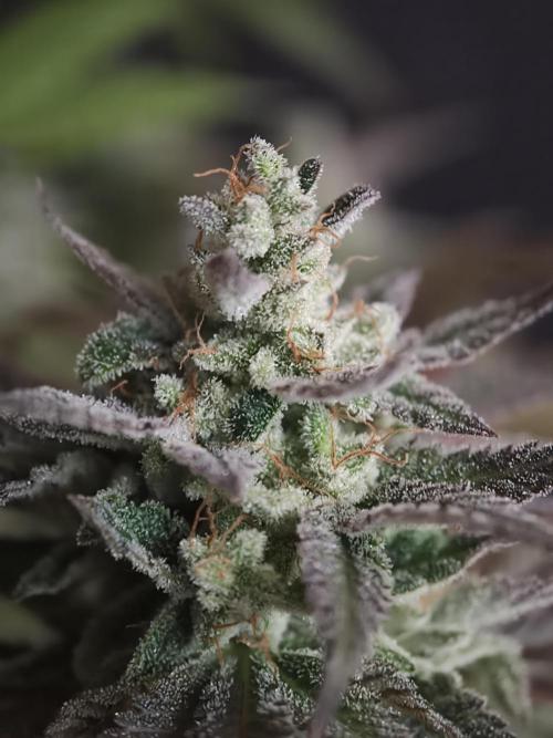 Zingatsu OSS. Week 15