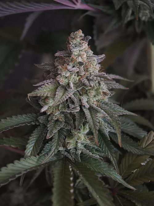 Zingatsu OSS. Week 15