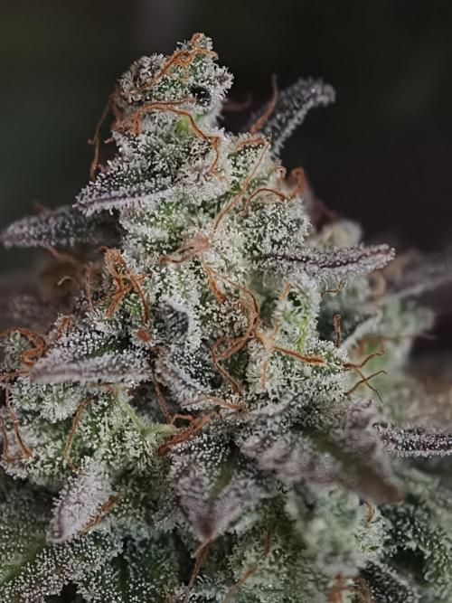 Zingatsu OSS. Week 15