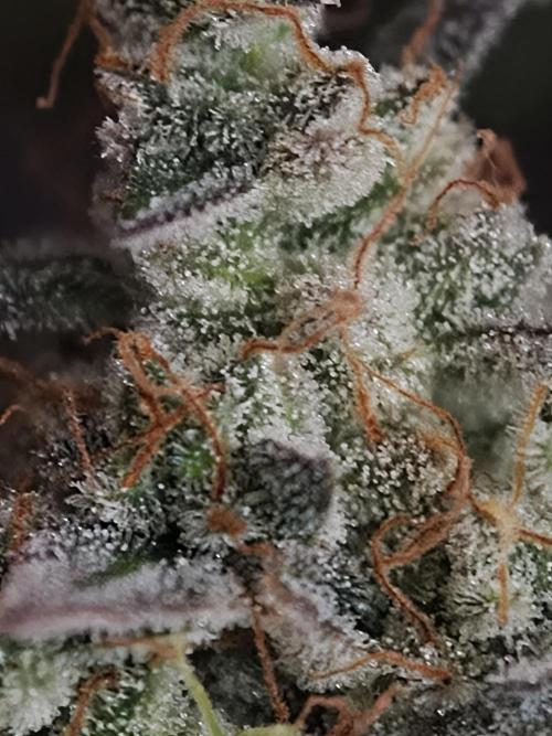 Zingatsu OSS. Week 15