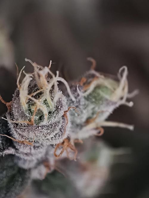 Zingatsu OSS. Week 15