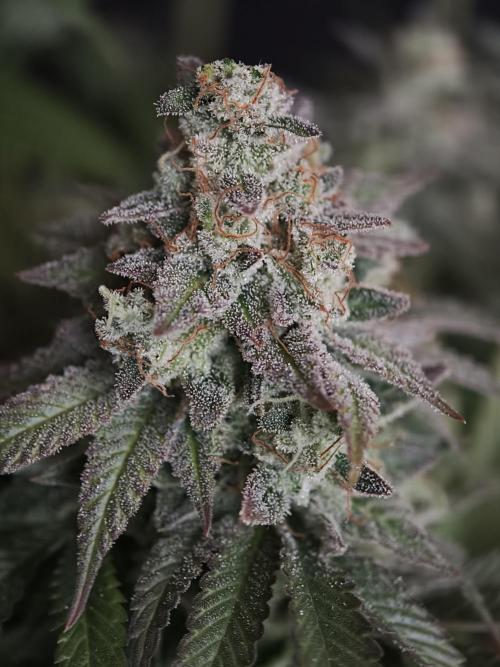 Zingatsu OSS. Week 15