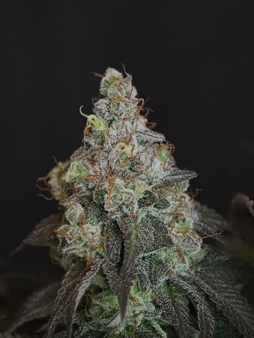 Zingatsu OSS. Week 15