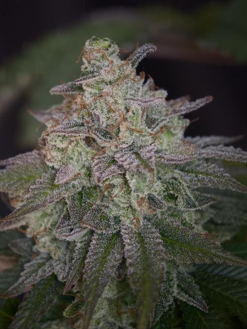 Zingatsu OSS. Week 15