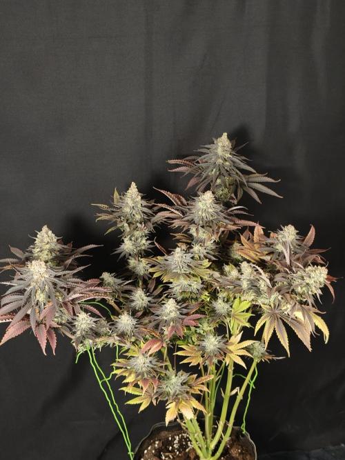 Banana Fumes OSS. Week 13