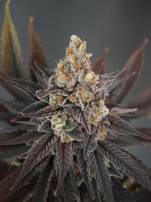 Banana Fumes OSS. Week 13