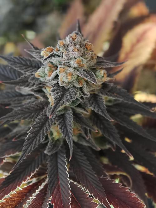 Banana Fumes OSS. Week 13