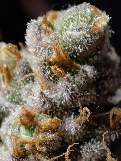 Banana Fumes OSS. Week 13