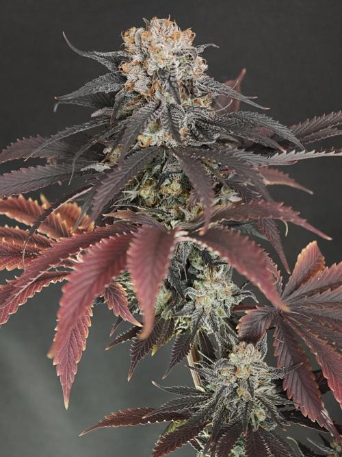 Banana Fumes OSS. Week 13