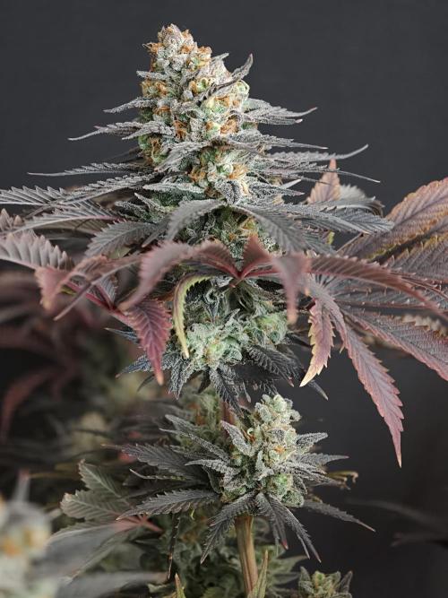 Banana Fumes OSS. Week 13