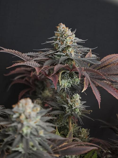 Banana Fumes OSS. Week 13