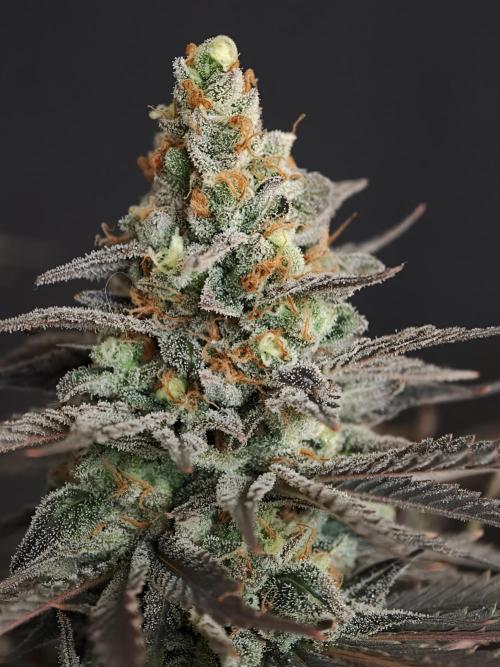 Banana Fumes OSS. Week 13