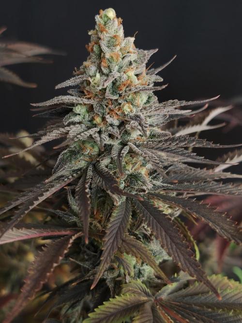 Banana Fumes OSS. Week 13