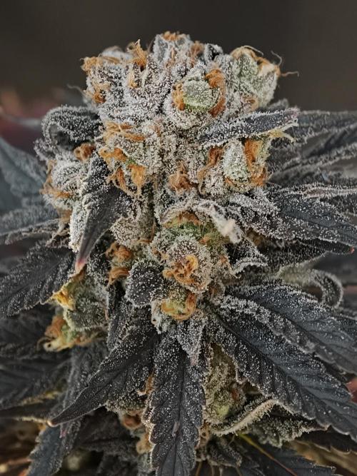 Banana Fumes OSS. Week 13