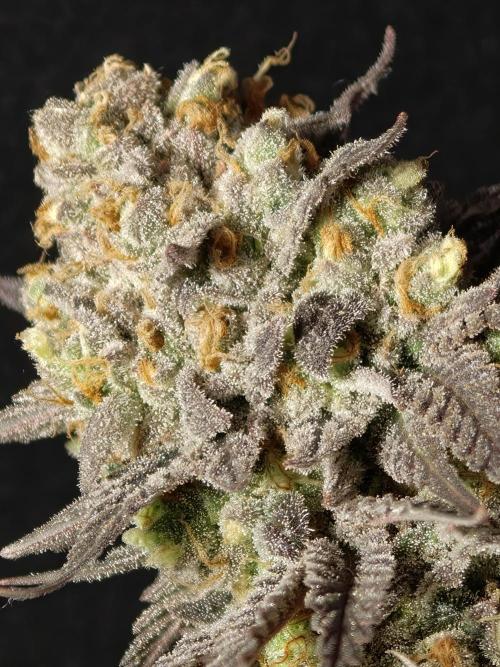 Banana Fumes OSS. Week 13