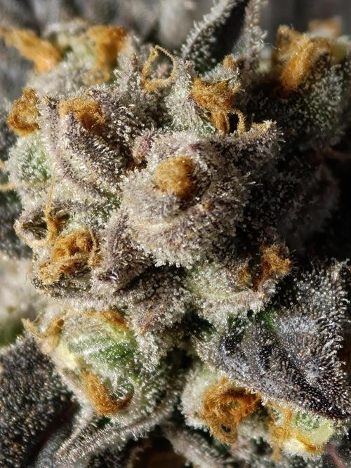 Banana Fumes OSS. Week 13