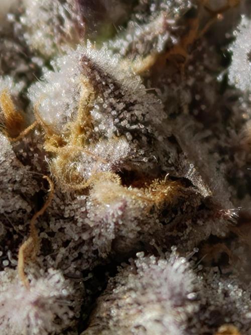 Banana Fumes OSS. Week 13