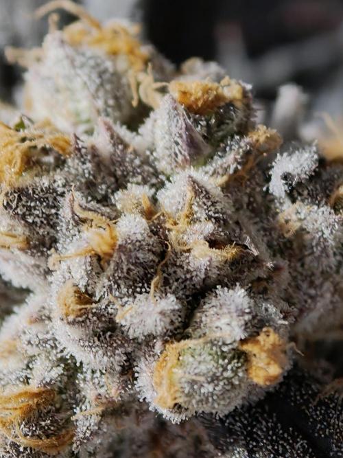 Banana Fumes OSS. Week 13