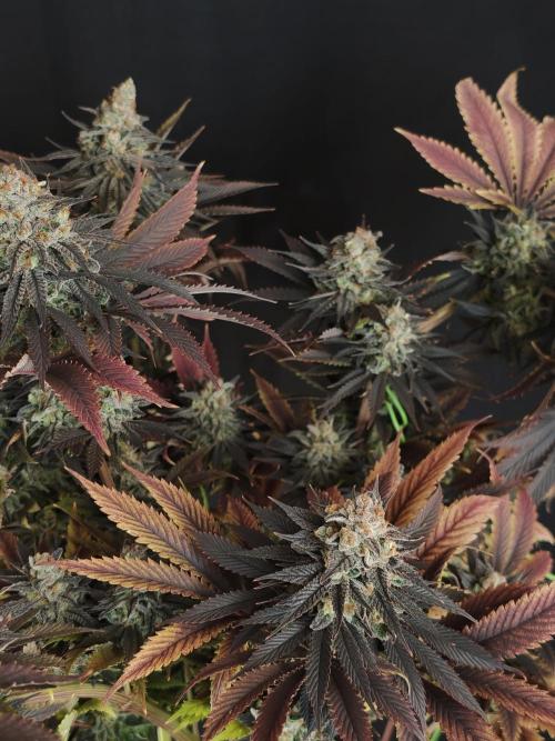 Banana Fumes OSS. Week 13