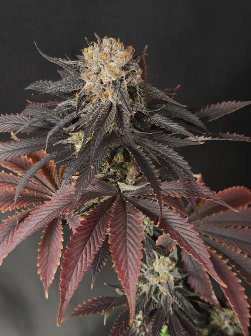 Banana Fumes OSS. Week 13