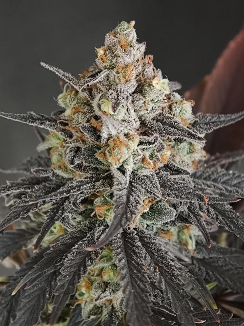 Banana Fumes OSS. Week 13